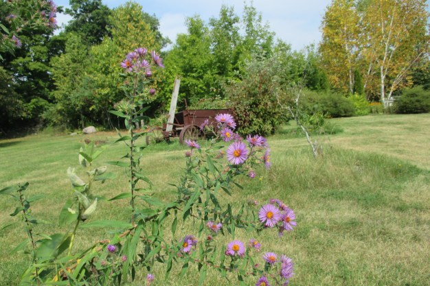 New England Aster
