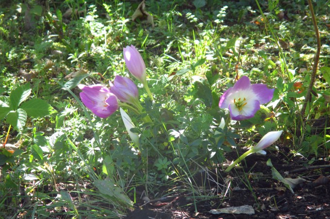 Colchicum 'Purple Giant'