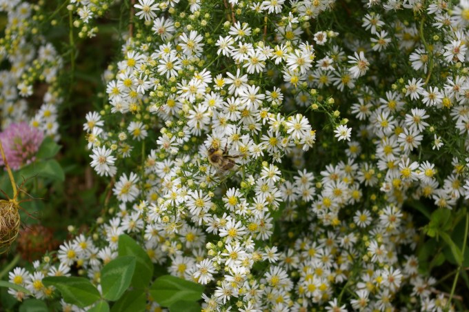 Heath Aster