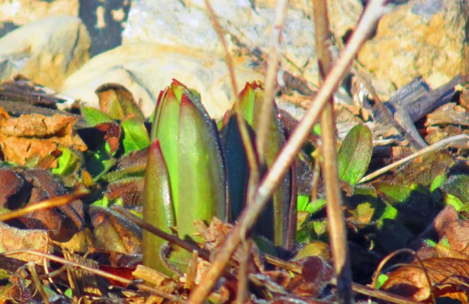 Fritillaria persica.JPG