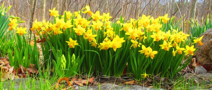 Daffs April 22 2017