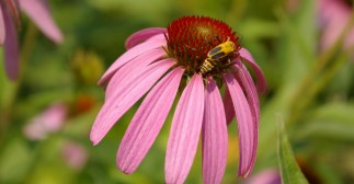 Bug on purple echinacea (2)