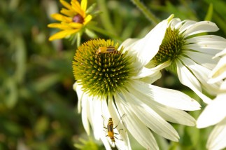bugs on white echinacea