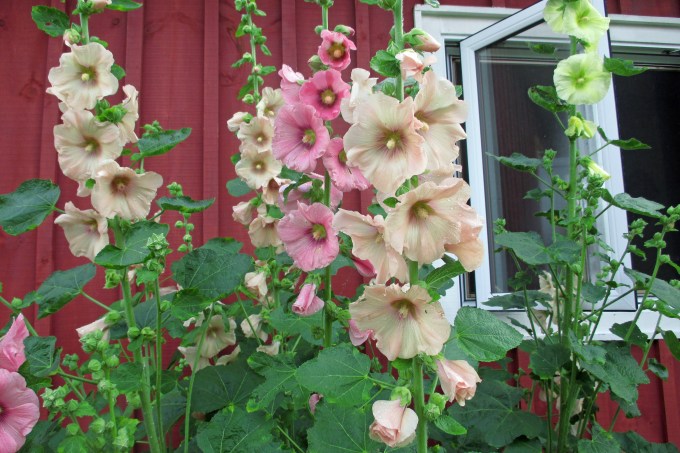 Hollyhock
