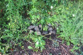 markin spots for future bulbs with rocks