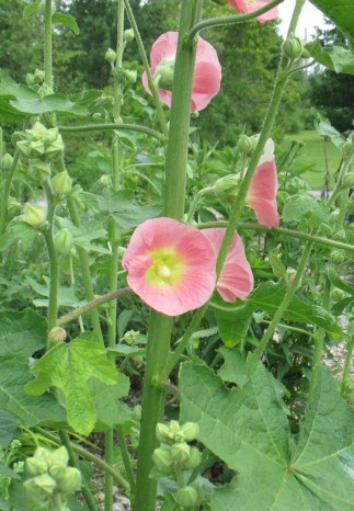 pink Hollyhock July 2017