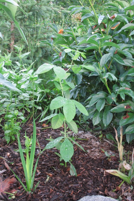 Thermopsis villosa [Carolina Lupin]