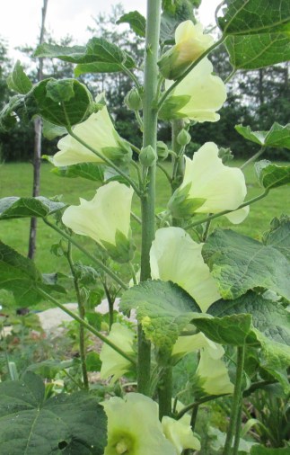 yellow Hollyhock July 2017