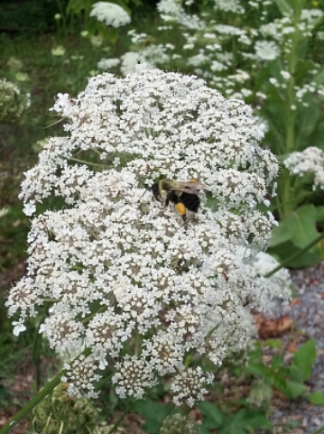 bee in Queen Anne's Lace
