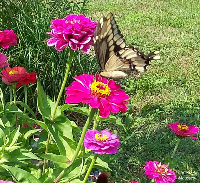 Butterfly &amp; Zinnia cm