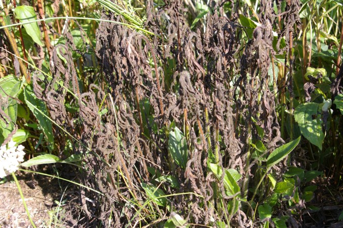 deadish Rudbeckia July 29, 2012