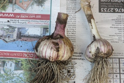 Garlic - with and without scape removed...