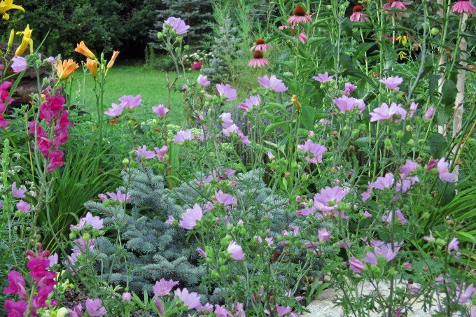 Mallow August 6 2017