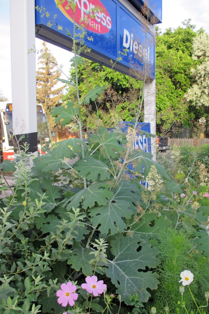 micro garden - Plume Poppy