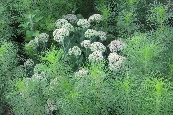 micro garden Sedum and Cosmos