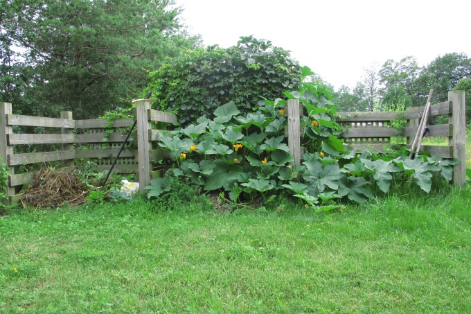 pumkin growing in compost bins
