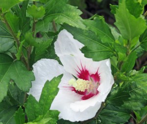 Rose of Sharon August 5 2017