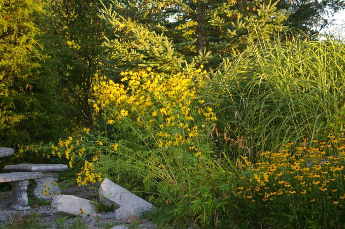 Rudbeckia Laciniata, August 19, 2011