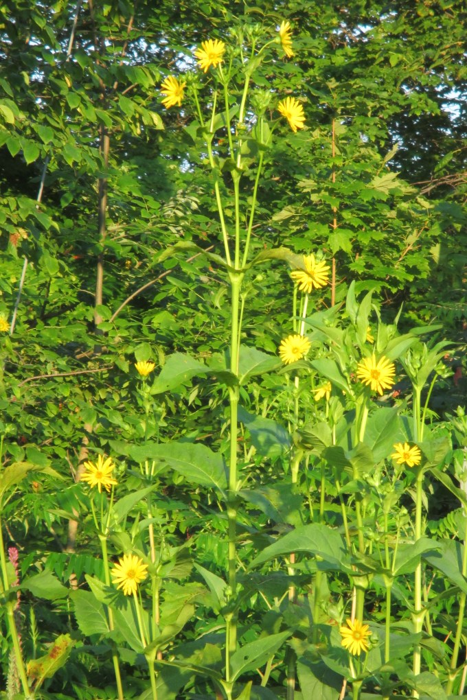 Silphium perfoliatum July 29 2017