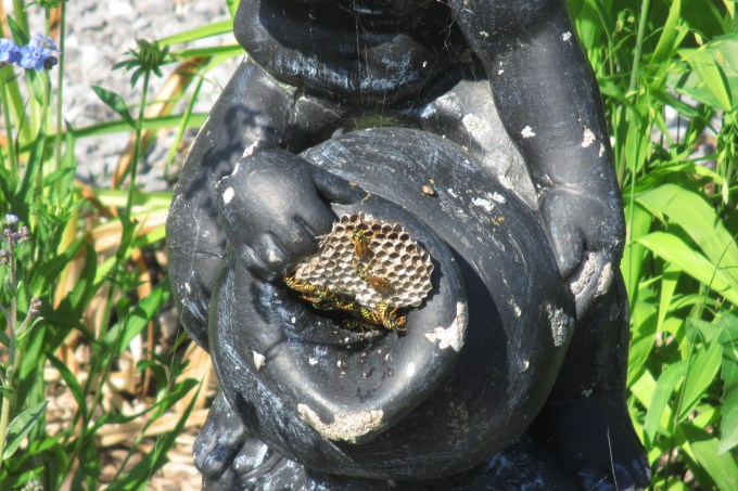 wasp nest July 29