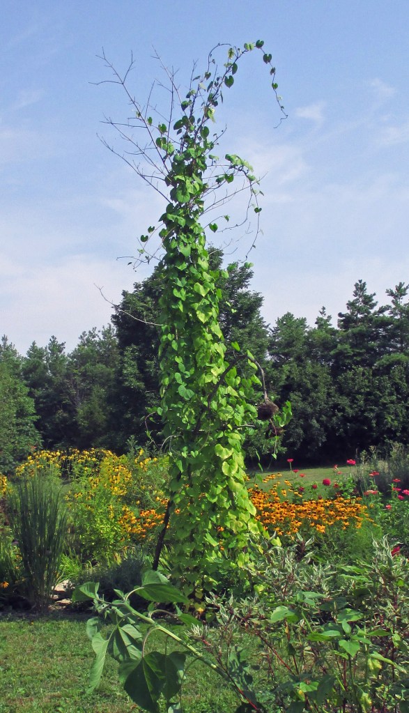 6 Morning Glory tripodSept 4 2017