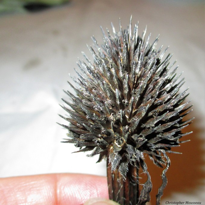 Echinacea palida seedhead Sept 21 2017