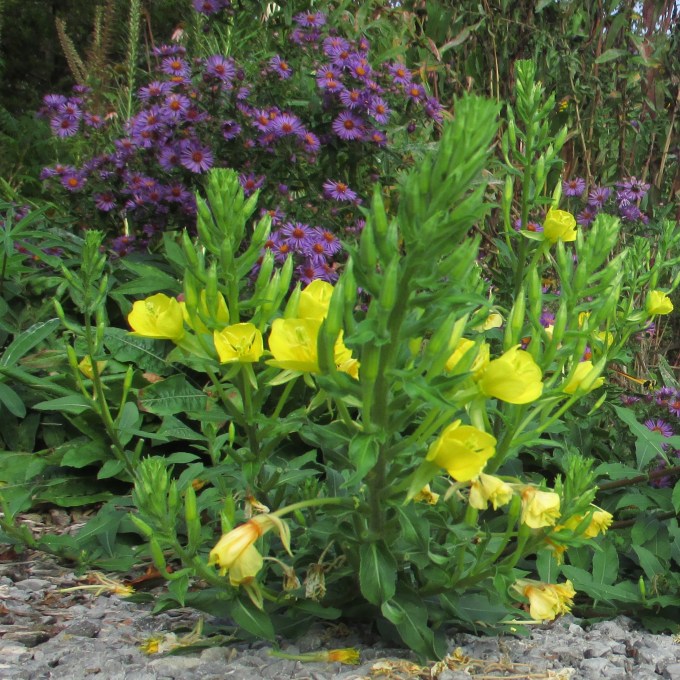 Evening Primrose &amp; New Englanfd Aster Sept 19 2017 3
