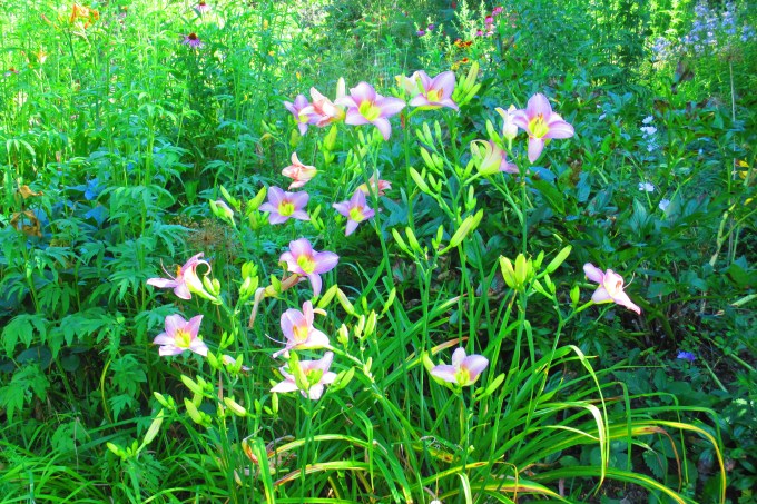 Hemerocallis Catherine Woodbury
