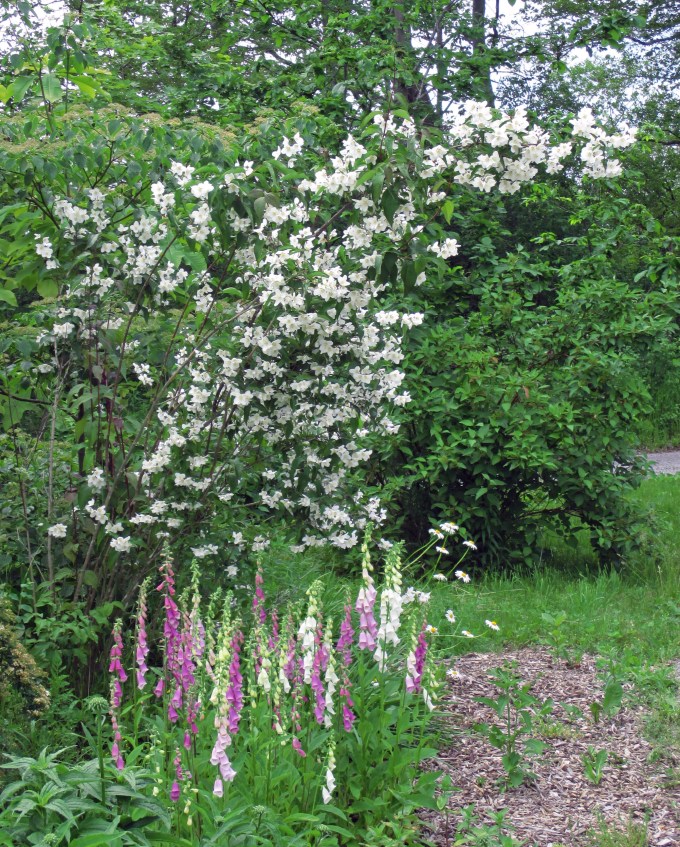 Mock range &amp; Foxglove June 18 217