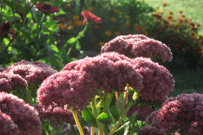 Sedum spectbile - morning dew