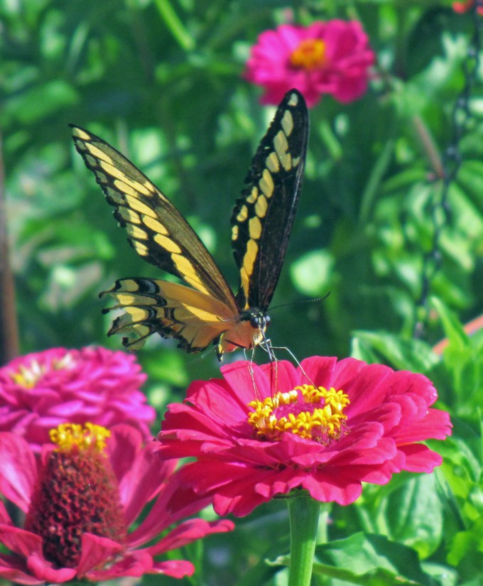 Swallowtale on Zinnia Aug 27 2017