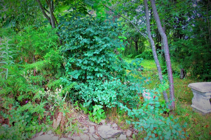 1 Symphoricarpus albus Snowberry July 22 2017 a (2)