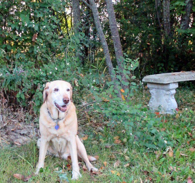 4 Shileau &amp; Snowberry Sept 19 2017