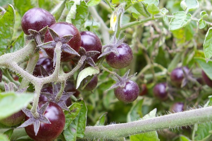 Amethyst Jewel cherry tomato
