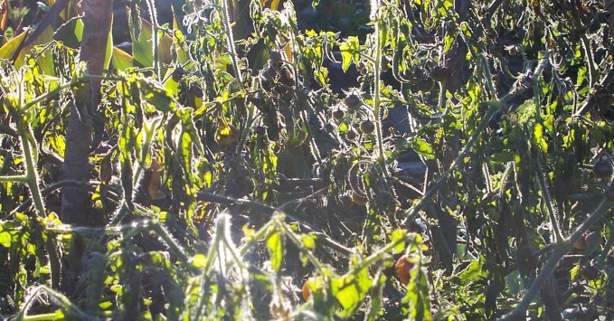 Amethyst Jewel frost hit Oct 17 2017