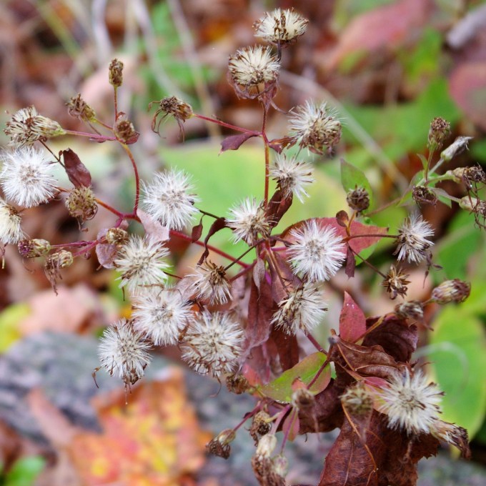 Big Leaved Aster seedhead Oct 11 2017