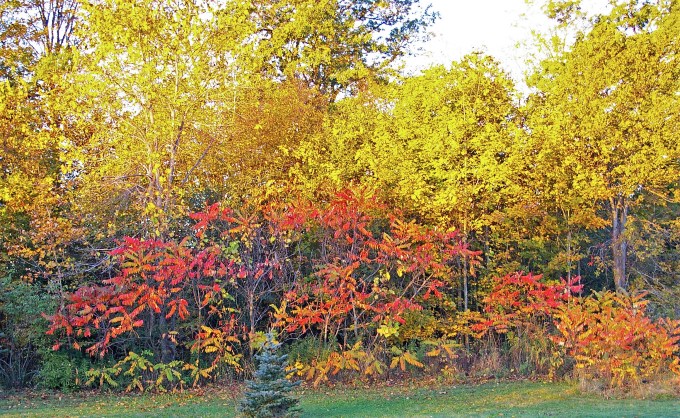 morning glow Oct 20 2017