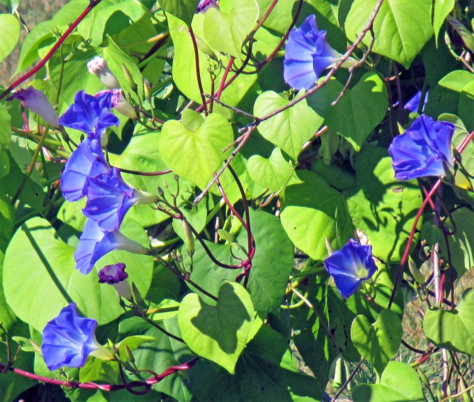 Oct 1 2017 Morning Glory flowrers!