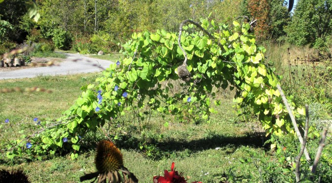Oct 1 Morning Glory arch