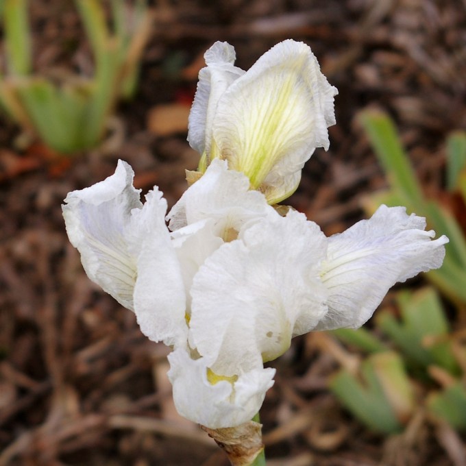 reblooming Iris Oct 28 2017