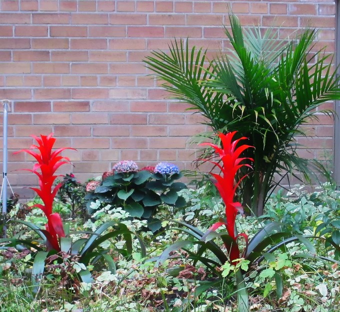 Tropicals in Toronto