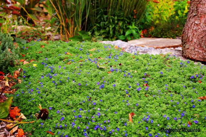 Whitley's Speedwell closeup Oct 27 2017