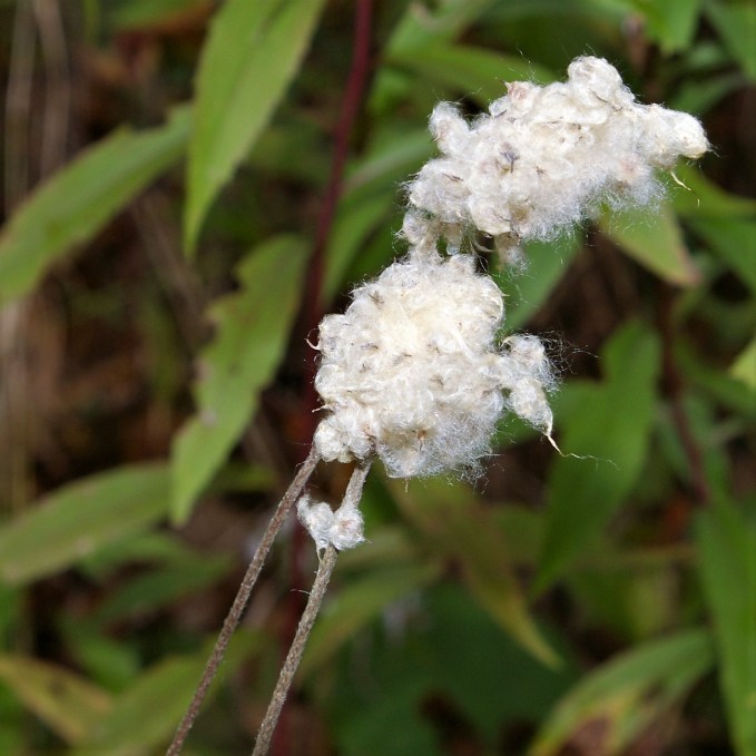 wildflower seedhead Oct 11 2017