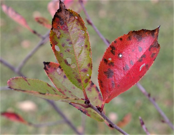 Aronia melanocarpa flower bud Oct 27 2017