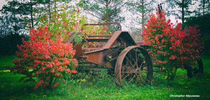 Burning Bush October 27 2017 v1