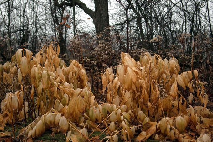 Decay - Solomon Seal Nov 18 2017 c