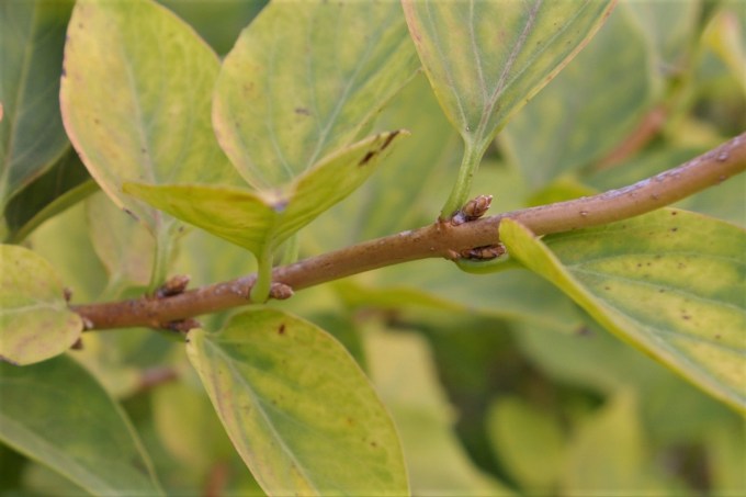 Forsythia flower bud Oct 27 2017