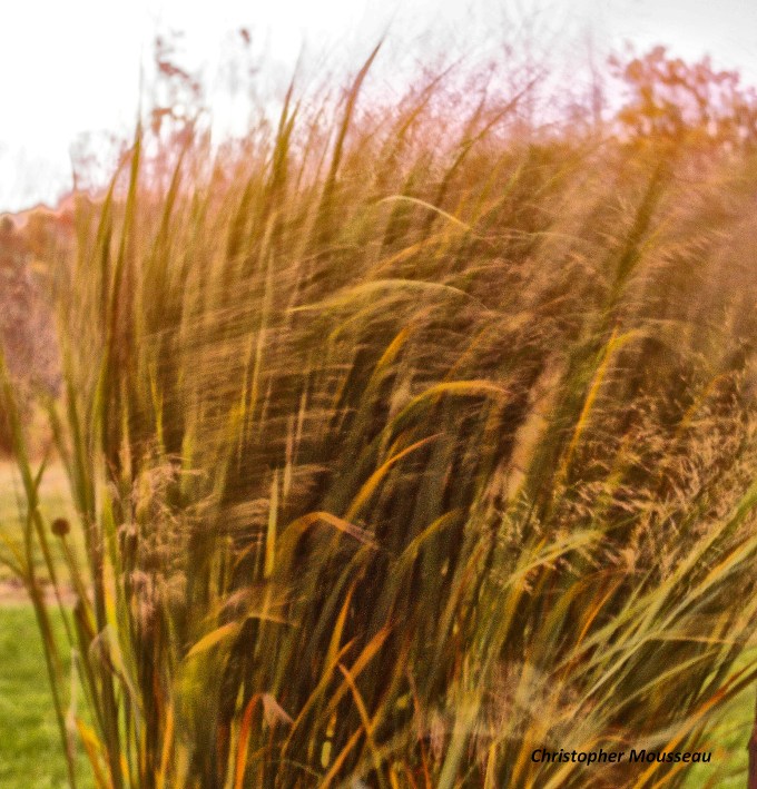 Grasses in the Wind Oct 28 2017