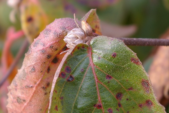 Korean Spicebush November 4 2017