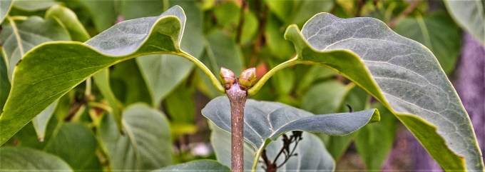 Lilac 2 flower bud Oct 27 2017
